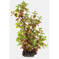 ART PLANT ROTALA